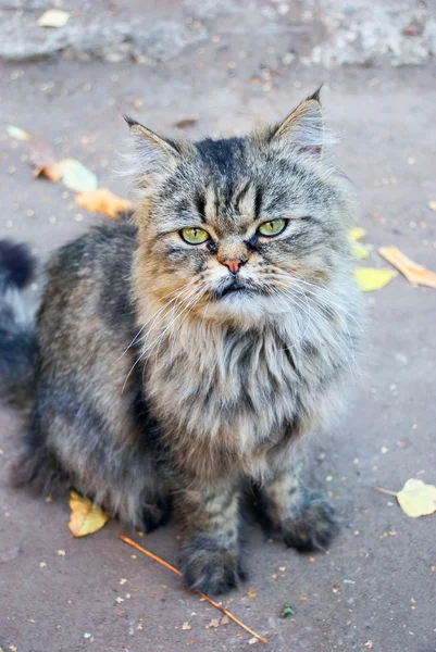 Персидський кіт, сидячи на вулиці — стокове фото