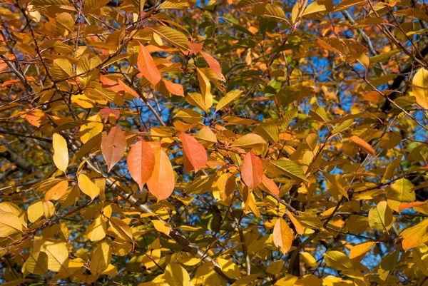 Фон осіннього листя — стокове фото