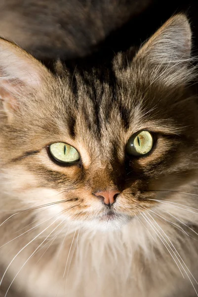 Portrait of a beautiful Siberian cat — Stock Photo, Image