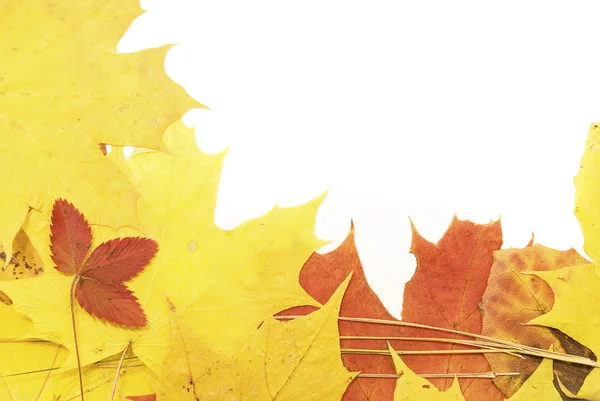 Tło żółtych liści jesieni — Zdjęcie stockowe