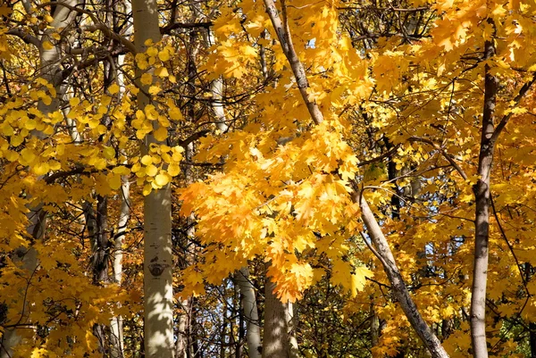 秋天黄叶的背景 — 图库照片