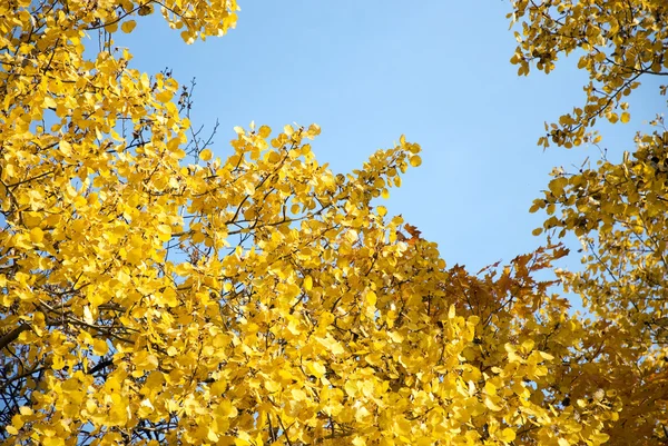 Sarı sonbahar yapraklarının arka planı — Stok fotoğraf