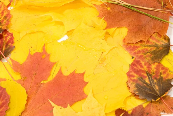 Fundalul frunzelor galbene de toamnă — Fotografie, imagine de stoc