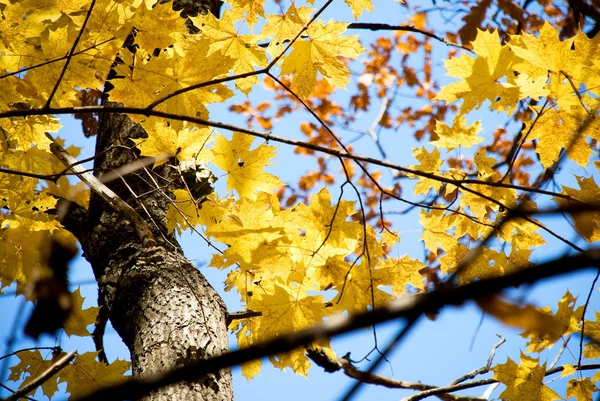 Fundo de folhas de outono amarelo — Fotografia de Stock
