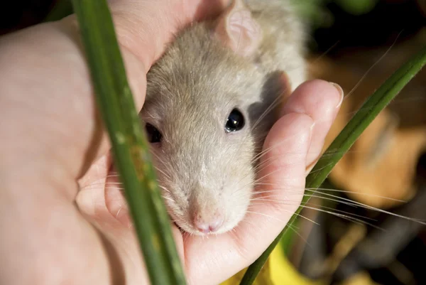 Domestic rat in the woods — Stock Photo, Image