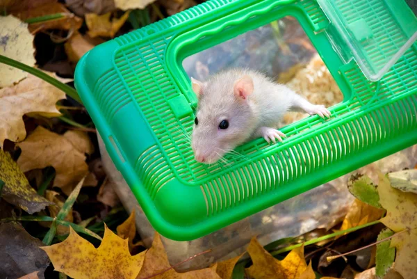 Domestic rat in the woods — Stock Photo, Image