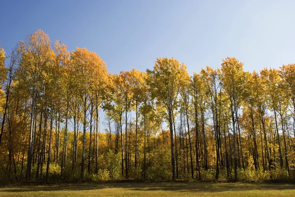 Stromy v podzimním lese — Stock fotografie