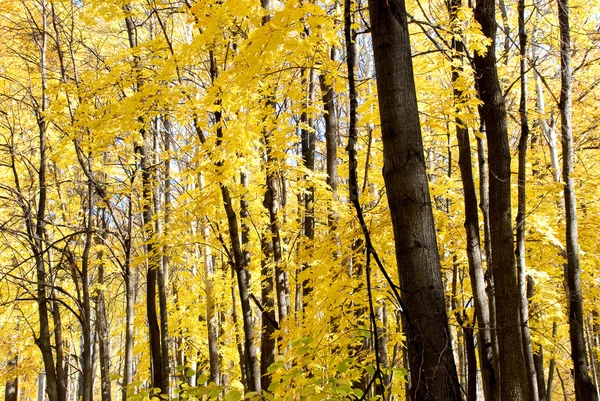 秋天森林里的树木 — 图库照片