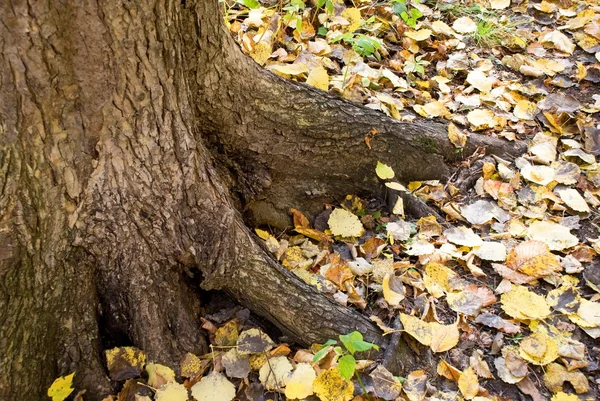 가을 숲 의나무들 — 스톡 사진