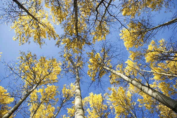 Bomen in het herfstbos — Stockfoto