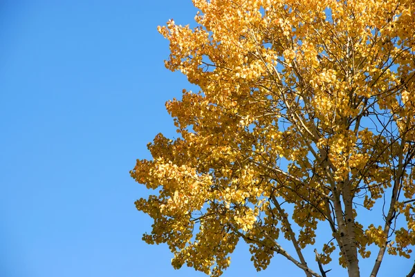 Stromy v podzimním lese — Stock fotografie
