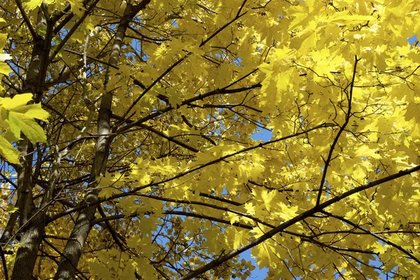 Sonbahar ormanındaki ağaçlar — Stok fotoğraf