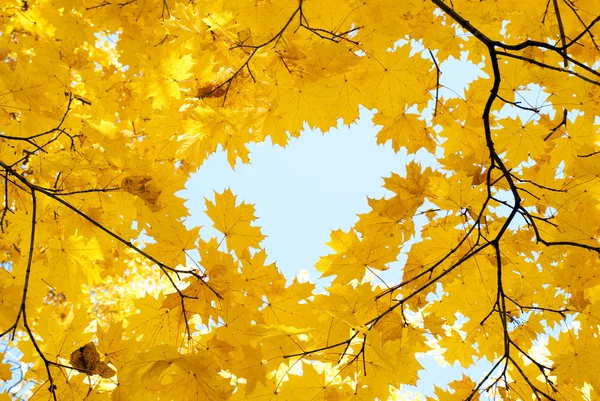 Sonbahar ormanındaki ağaçlar — Stok fotoğraf