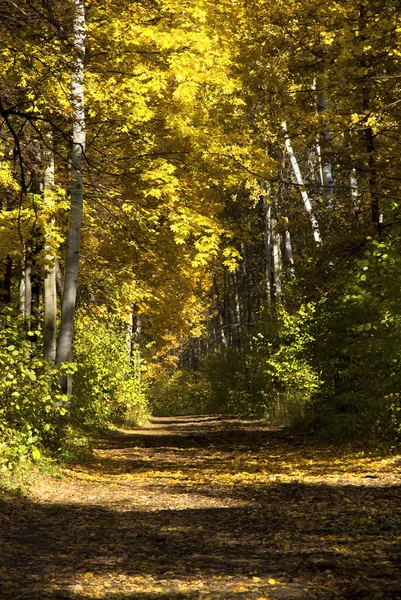 秋天森林里的树木 — 图库照片