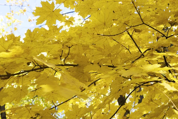Drzewa w jesiennym lesie — Zdjęcie stockowe