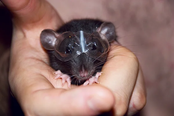 Inhemska råtta i händerna — Stockfoto