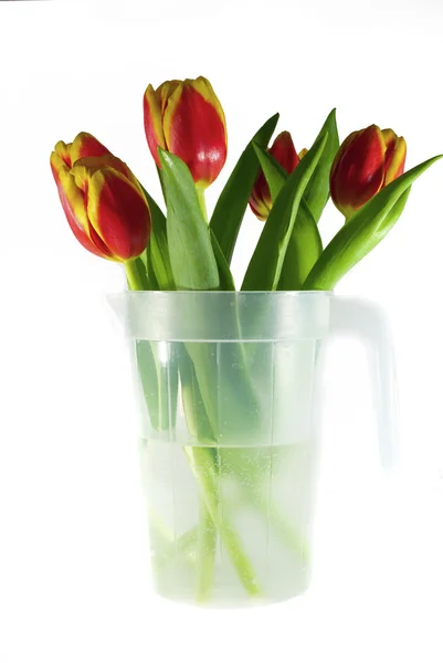 Tulipanes en un frasco aislado en blanco —  Fotos de Stock