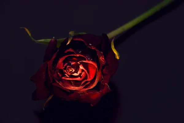 Conceptually highlight roses on a black background — Stock Photo, Image