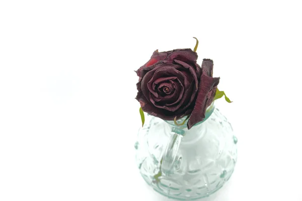 Róża w szklanej butelce na białym tle — Zdjęcie stockowe