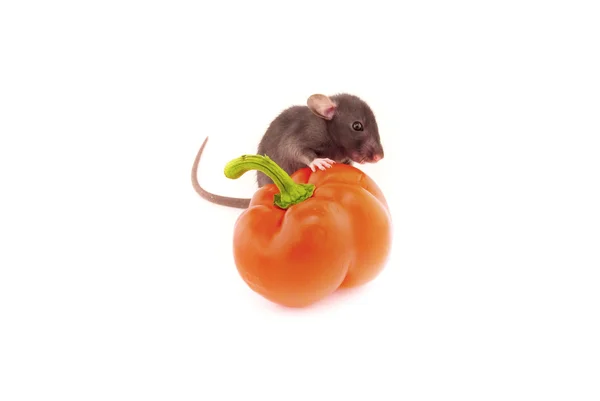 Domestic rat and pepper isolated on white — Stock Photo, Image