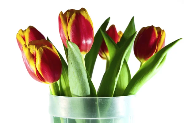 Tulipanes aislados en blanco —  Fotos de Stock