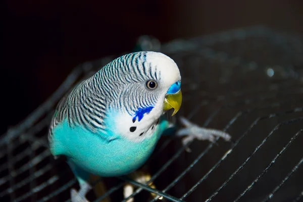 Papuga w klatce — Zdjęcie stockowe