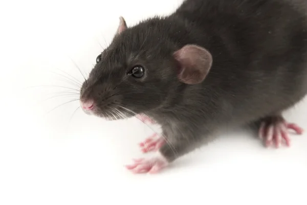 Rat domestique isolé sur blanc — Photo