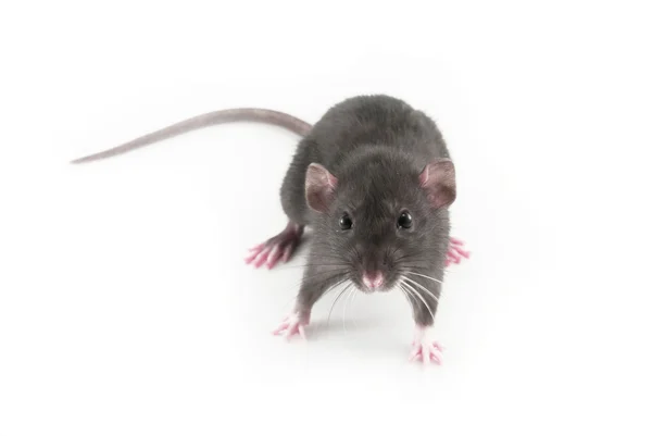 Rato doméstico isolado em branco — Fotografia de Stock