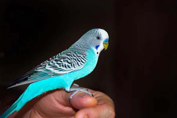 Papagaio sentado na mão — Fotografia de Stock