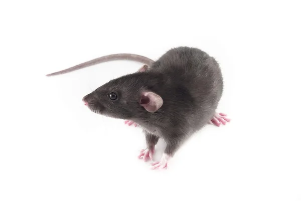 Domestic rat isolated on white — Stock Photo, Image