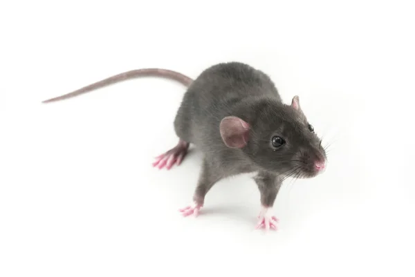 Inhemska råtta isolerad på vit — Stockfoto