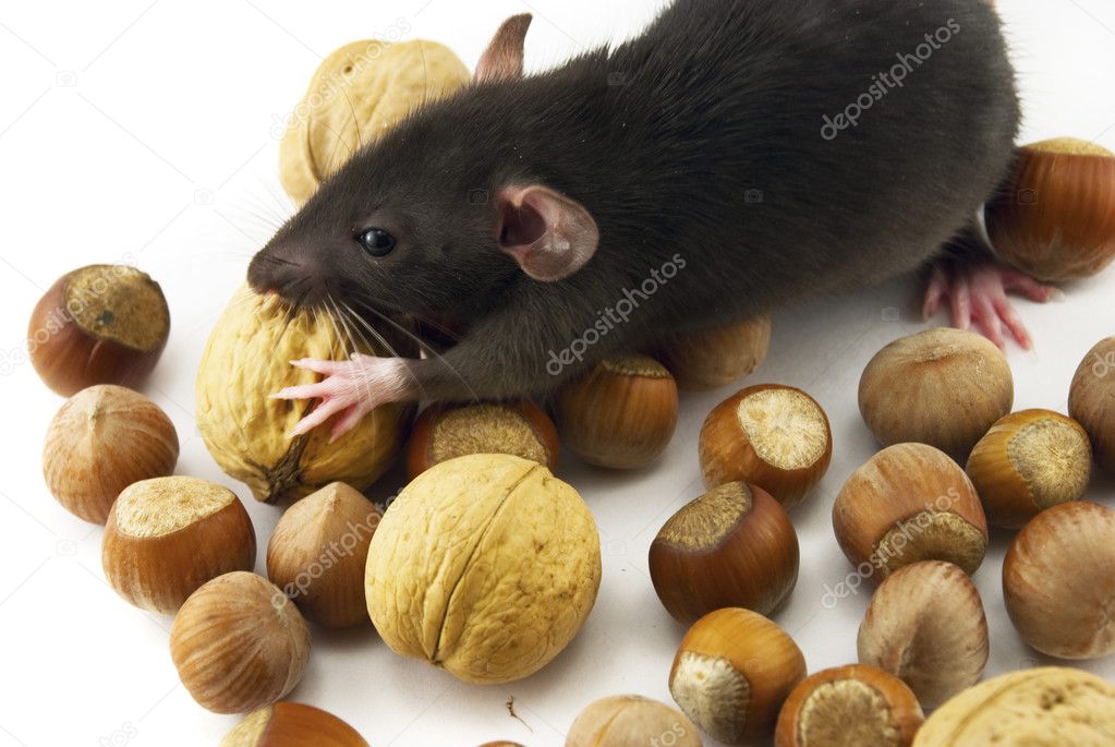 Domestic rat and nuts isolated on white