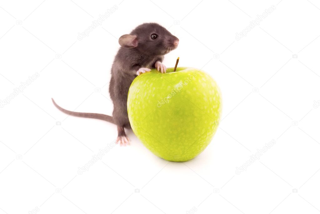 Domestic rat and apple isolated on white