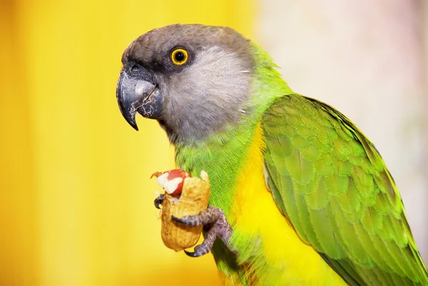 Senegalese parrot with a walnut in the paw — Stock Photo, Image