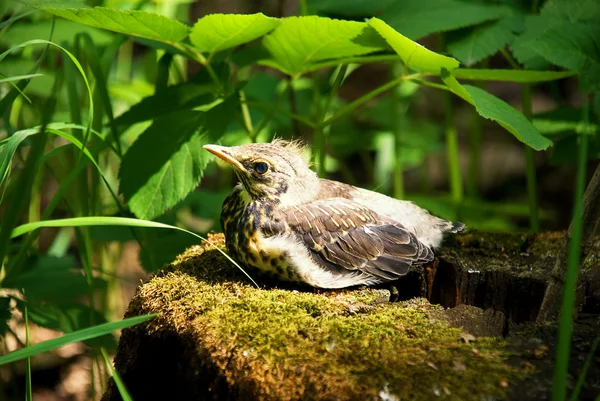 stock image Chick sitting on a stump in the woods