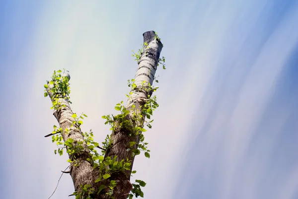 Em forma de árvore v contra o céu azul — Fotografia de Stock