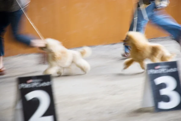 Nationale hondenshow in samara 06.07.2007 — Stockfoto