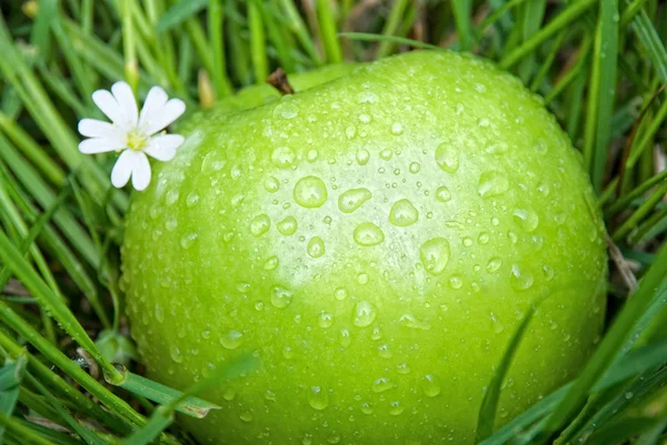 リンゴと緑の草の花 — ストック写真