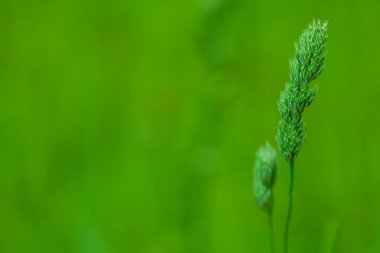 Spike on a green background clipart