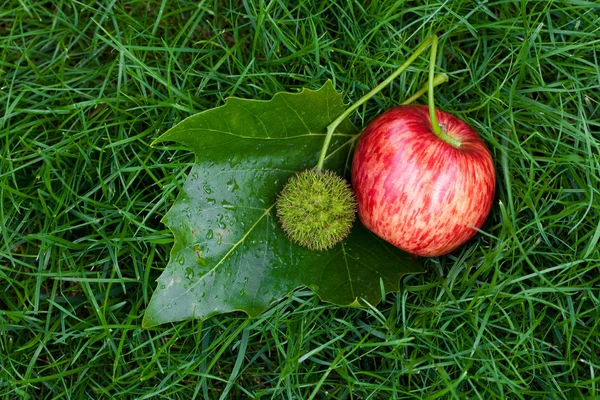 Apple op het gras met bladeren en kastanjes — Stockfoto