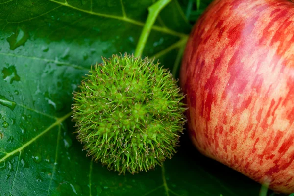 Jabłko na trawie z liści i kasztany — Zdjęcie stockowe