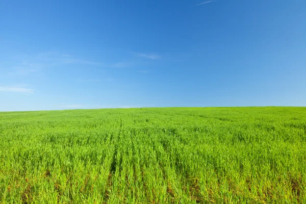 Zelená tráva a modré nebe — Stock fotografie
