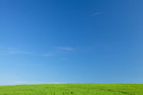 Erba verde e cielo blu — Foto Stock