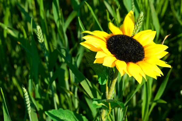 Slunečnice v zeleném poli — Stock fotografie