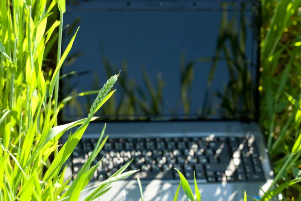 在绿草中的笔记本电脑 — 图库照片