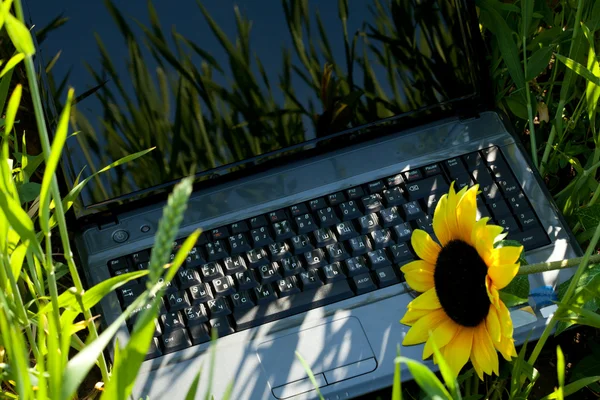 在一株向日葵与绿草的笔记本电脑 — 图库照片