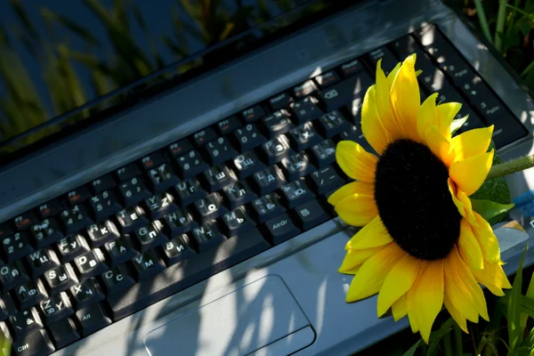 Laptop in groene gras met een zonnebloem — Stockfoto