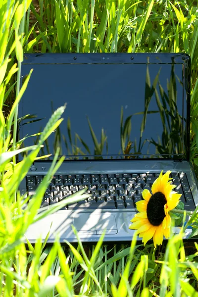 Přenosný počítač v zelené trávě s slunečnice — Stock fotografie