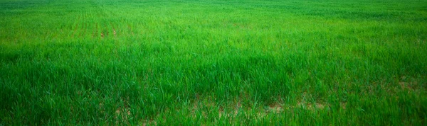 Stock image Background of green grass