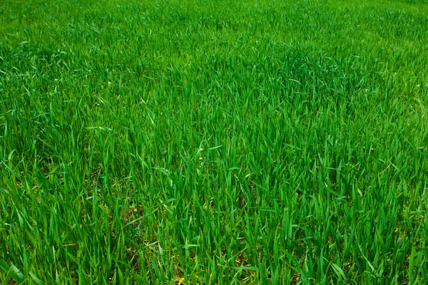 Tło trawy zielonej — Zdjęcie stockowe